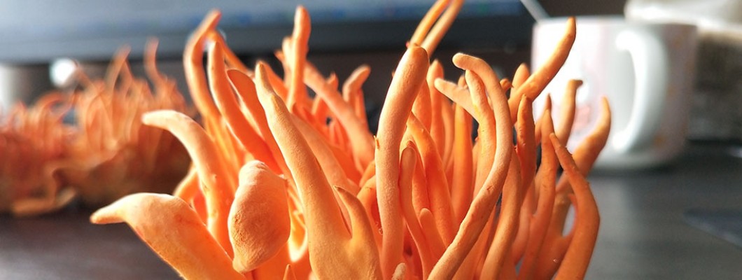 12 Wonderful Health Benefits Of Cordyceps Extract 12 Wonderful Health Benefits Of Cordyceps Extract