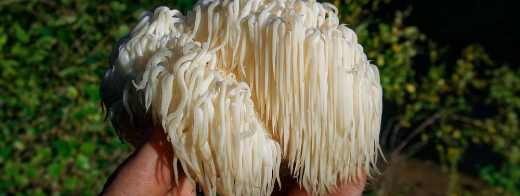 Amazing Health Benefits Of Lion's mane Mushroom Amazing Health Benefits Of Lion's mane Mushroom