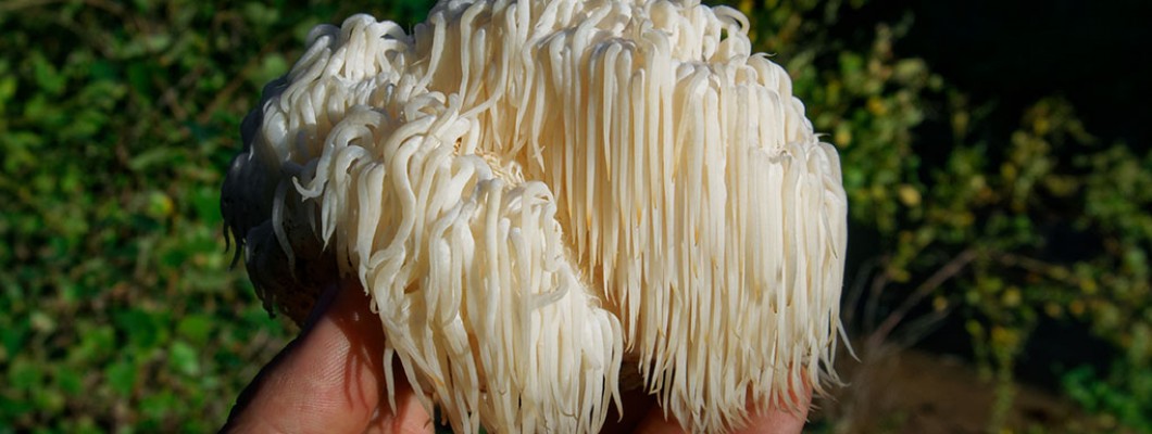 Amazing Health Benefits Of Lion's mane Mushroom