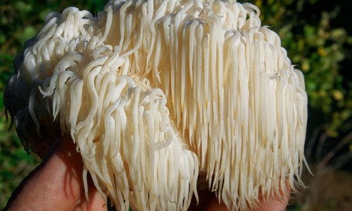 Amazing Health Benefits Of Lion's mane Mushroom
