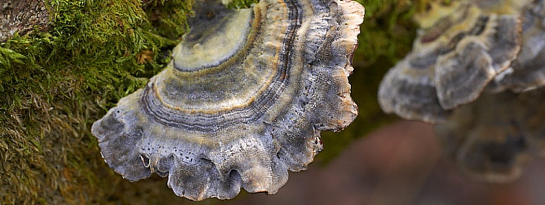 Turkey Tail - A Wonder Mushroom