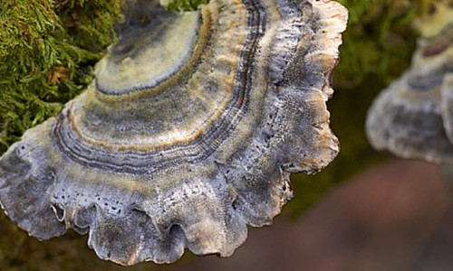 Turkey Tail - A Wonder Mushroom