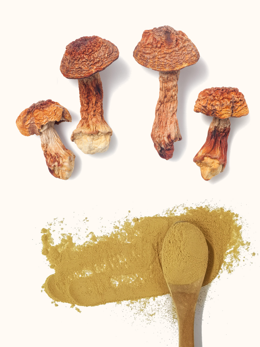 ម្សៅចម្រាញ់ពីផ្សិត Agaricus Blazei សរីរាង្គ លក់ដុំ - QIN SHAN TANG