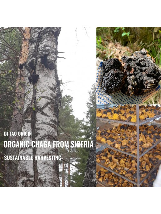 Chaga Extract