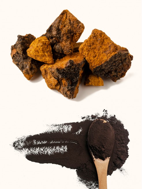 Chaga Extract