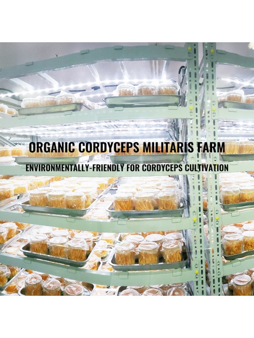 Cordyceps militaris Extract