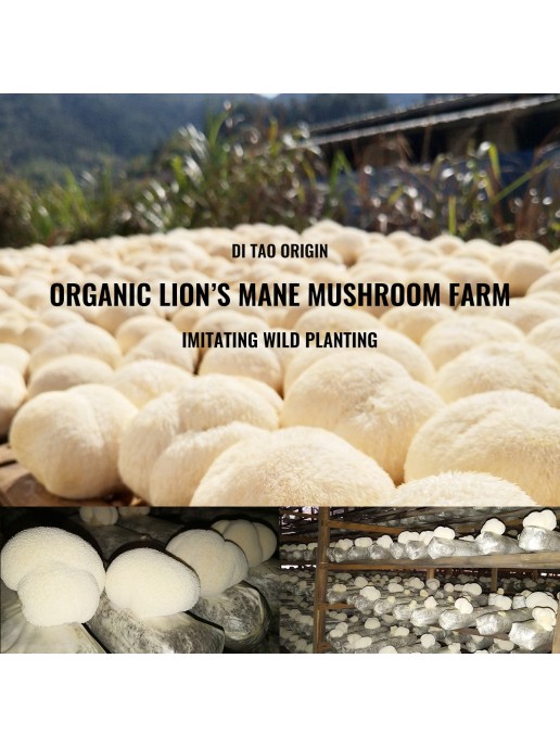 Lion's mane Mushroom Capsules