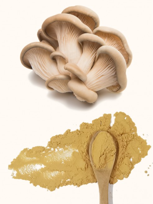 Oyster Mushroom Extract