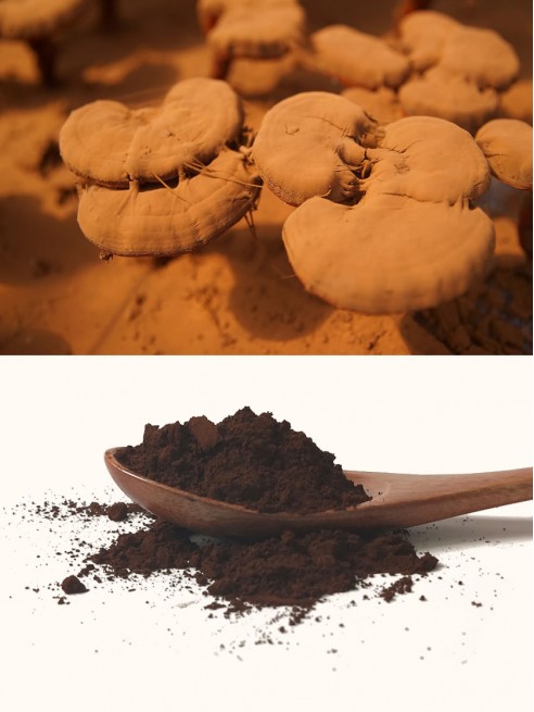 Shell Broken Reishi Spore Powder