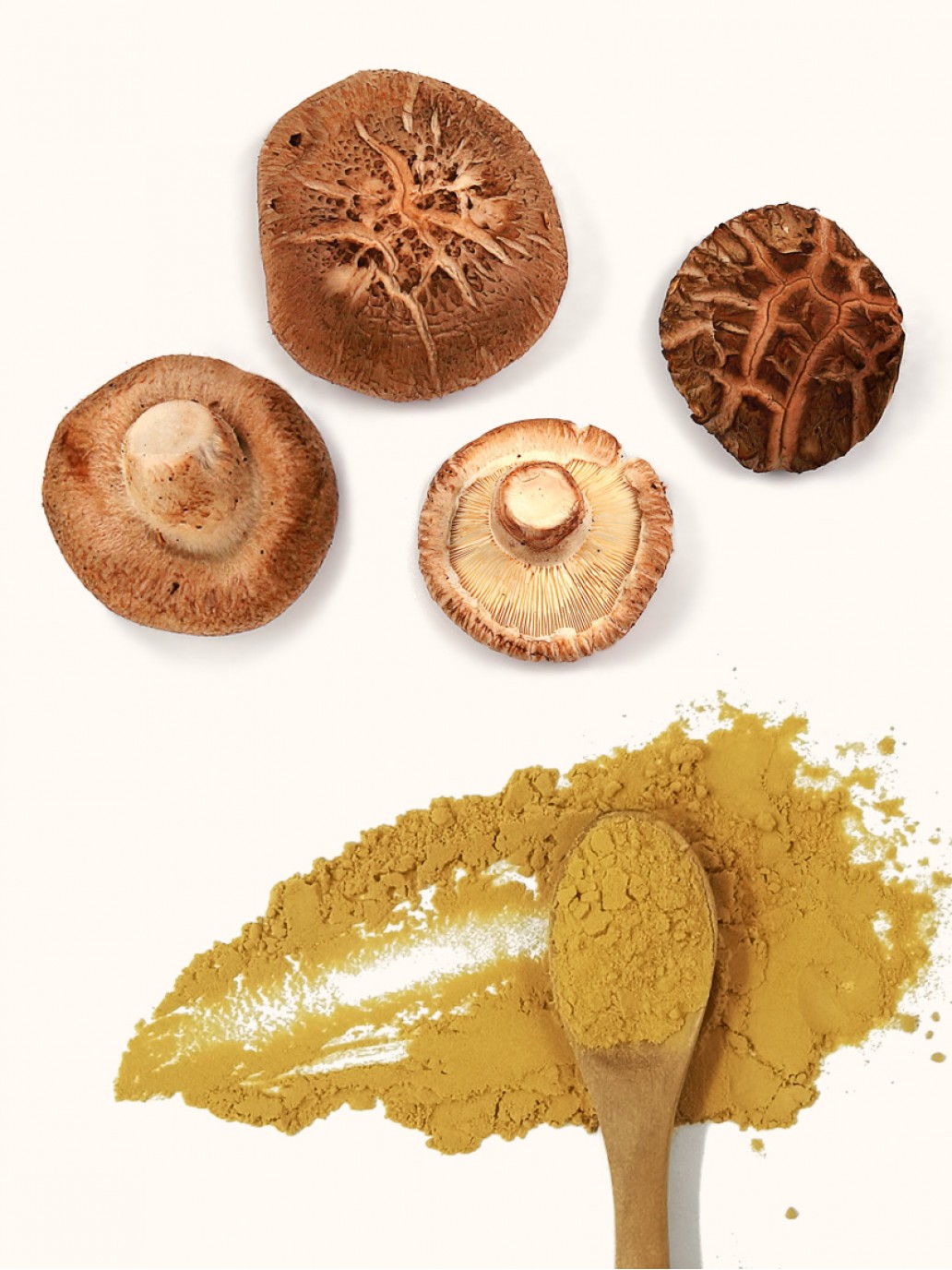 Organic Shiitake Mushroom Extract Powder Wholesale QIN SHAN TANG