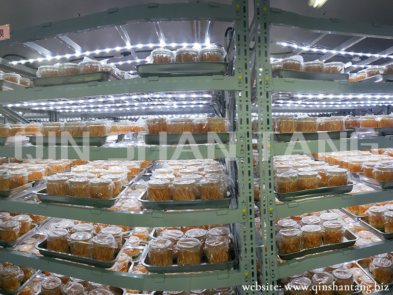 Cordyceps Mushroom Farm