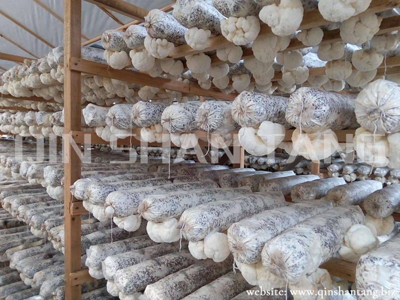 Lion's mane Mushroom Farm