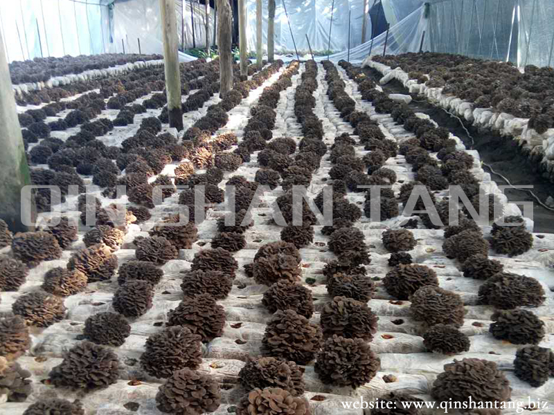 Maitake Mushroom Farm