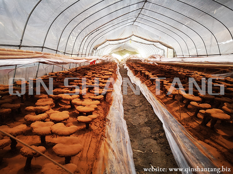 Reishi Mushroom Farm