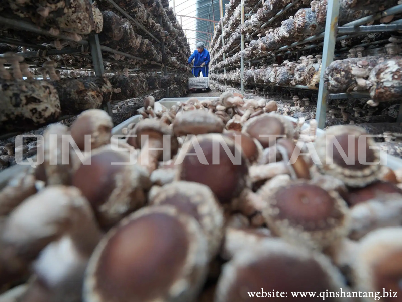 Shiitake Mushroom Farm