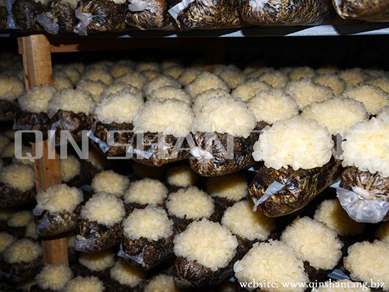 Tremella Mushroom Farm