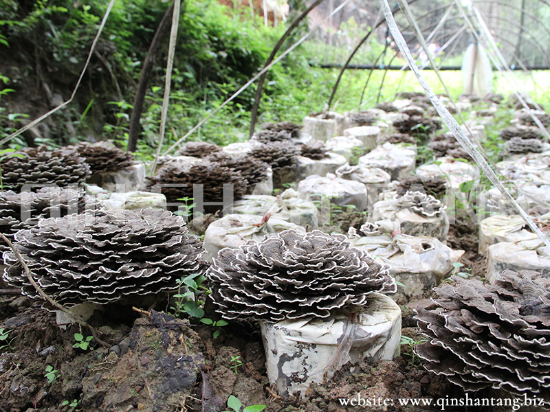 Turkey tail Mushroom Farm